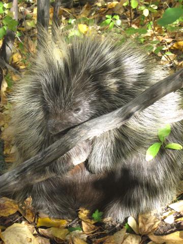 Porcupine