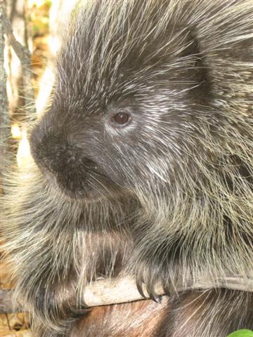 Porcupine