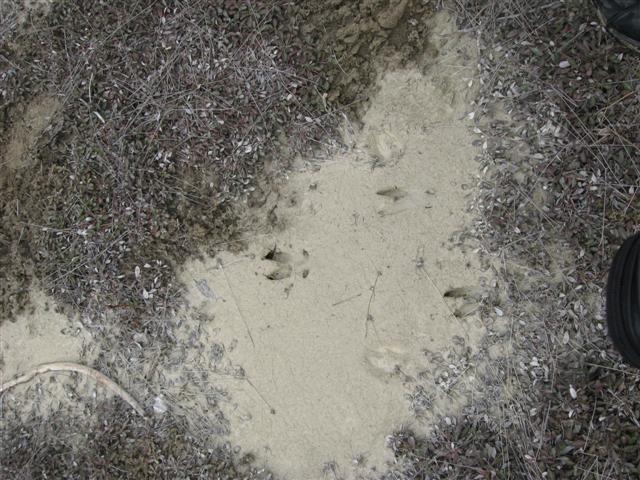 Deer Track
