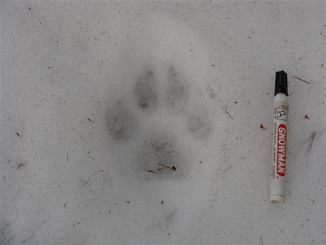 Wolf Track