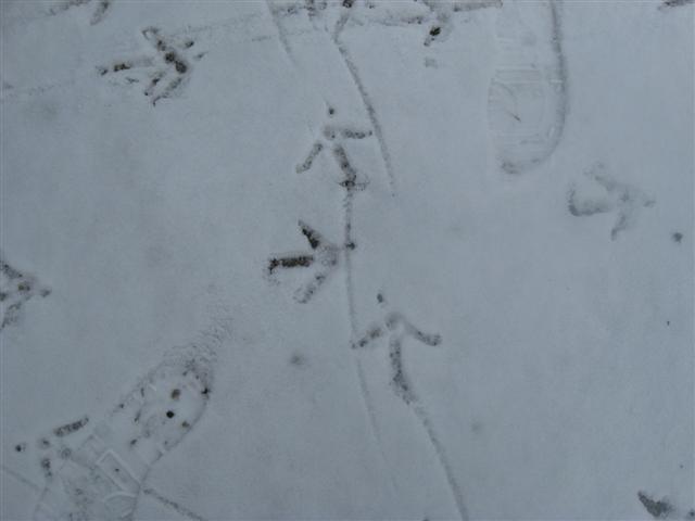 Bird
