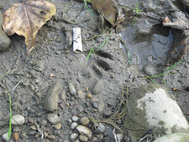 Raccoon