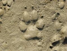 Wolf Track